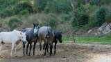NOS CHEVAUX